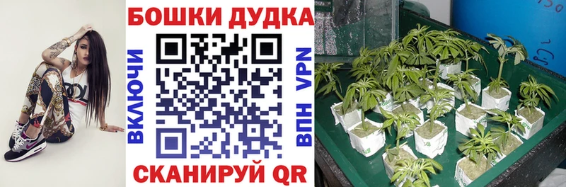 Канабис White Widow  Судак 